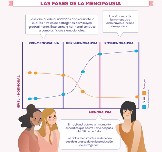 Fases de la Menopausia